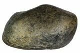 Fossil Whale Ear Bone - Miocene #109245-1